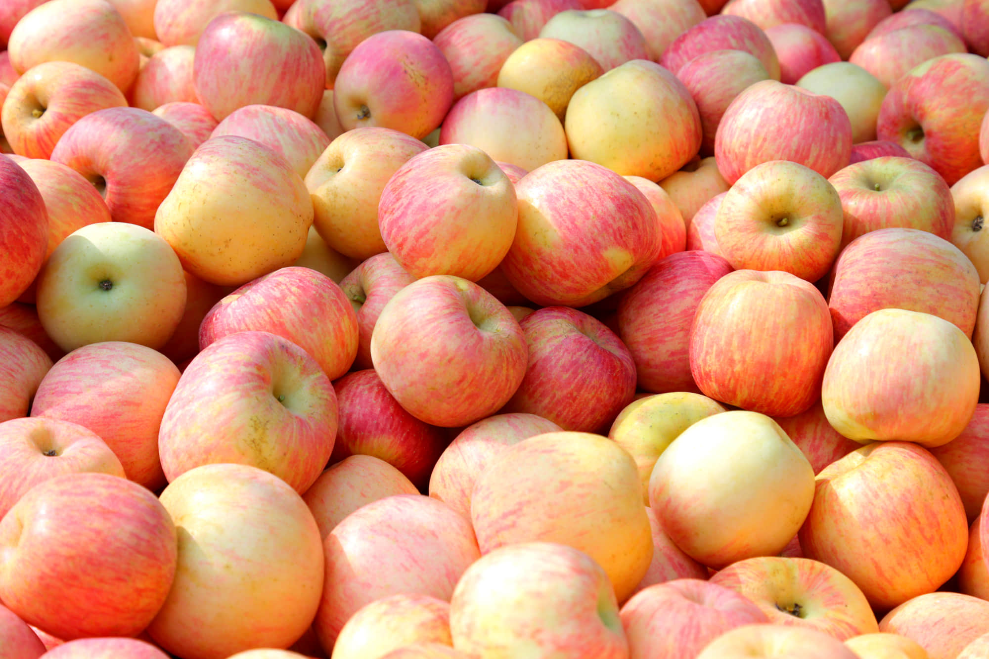苹果营养成分最新消息新闻每100克苹果的营养成分表